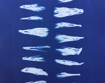 Coral Fungi Cyanotype Print, Mushroom, Fungus
