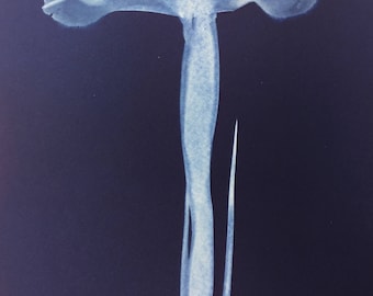 Dutch Iris 'Sapphire Beauty' Cyanotype print