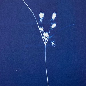 May include: A white plant with delicate, feathery flowers against a deep blue background. The plant is a single stem with multiple branches, creating a delicate and airy silhouette.
