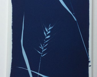 Wild Grass, Cyanotype print, blue art print, nature photo, nature print, botanical print, botanical photo, wild nature, blue nature