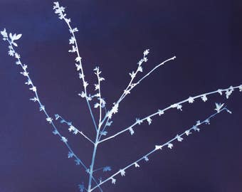 Highbush Blueberry Cyanotype Print