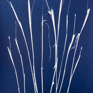 Winter Worn Grass Stalks