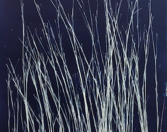 Little Bluestem Blue Grass Cyanotype Print