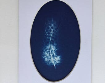 Feather Cyanotype Print, Matted, Ready to Frame 4x6