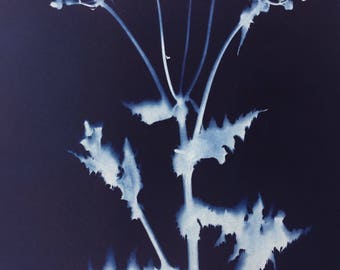 Prickly Sow Thistle Plant Photogram Cyanotype Print