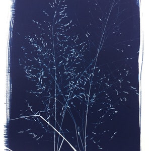 Wind Dancer Grass, Cyanotype print, blueprint, bluegrass, sunprint, seedheads, lovegrass, nature print, blue plant, botanical art