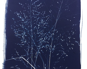 Wind Dancer Grass, Cyanotype print, blueprint, bluegrass, sunprint, seedheads, lovegrass, nature print, blue plant, botanical art