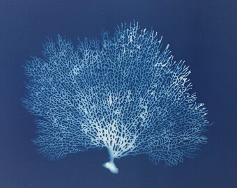 Fan Coral Art Print, blue coral, sea fan, sea fan coral, blue coral print, interior design, modern art, coral art, coral blueprint, coral