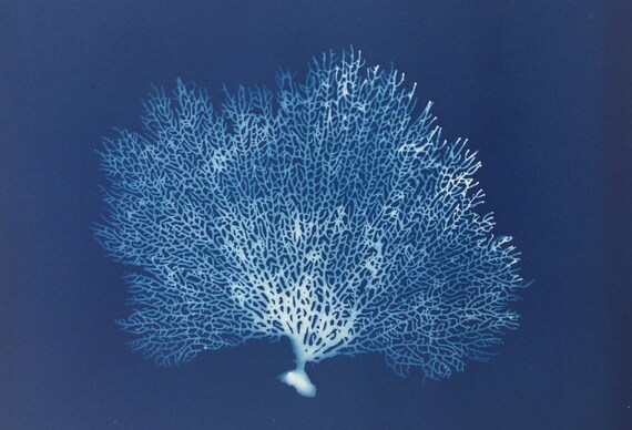 Fan Coral Art Print Blue Coral Sea Fan Sea Fan Coral Blue | Etsy