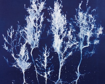 Eastern Red Cedar Forest Cyanotype Print