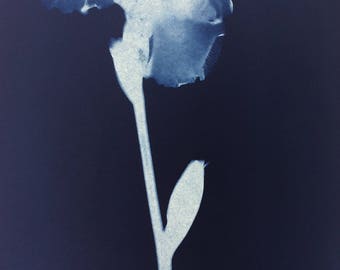 Bearded Iris Cyanotype Print