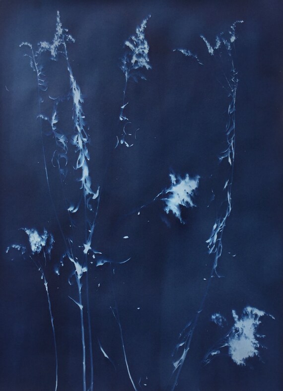 Seasonal Flowers Original handmade Cyanotype