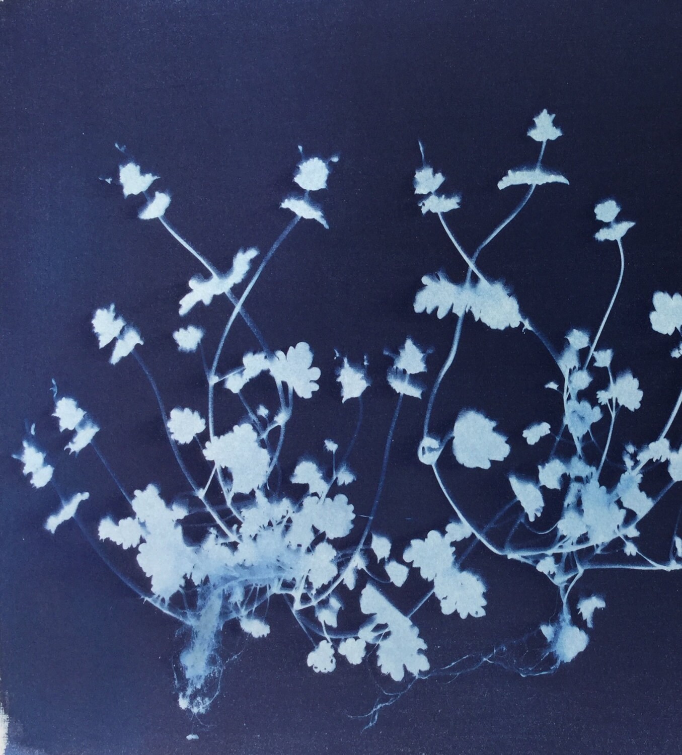 Henbit Botanical Cyanotype Print - Etsy