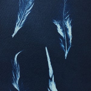 Feather Cyanotype Print, sunprint, blueprint, modern feather art, bird Print, graphic feather, feather photogram, nature Print, blue bird image 1