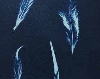 Feather Cyanotype Print, sunprint, blueprint, modern feather art, bird Print, graphic feather, feather photogram, nature Print, blue bird