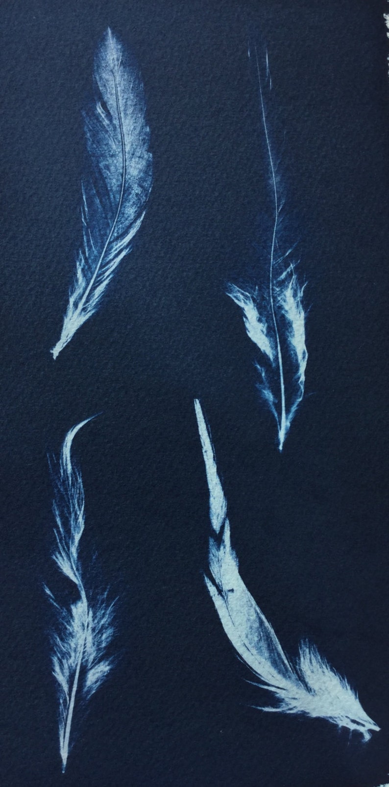 Feather Cyanotype Print, sunprint, blueprint, modern feather art, bird Print, graphic feather, feather photogram, nature Print, blue bird image 1