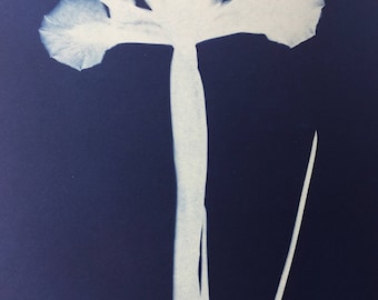 Dutch Iris 'Sapphire Beauty' Cyanotype Print