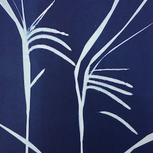Wild Grass Botanical Photogram Cyanotype Print