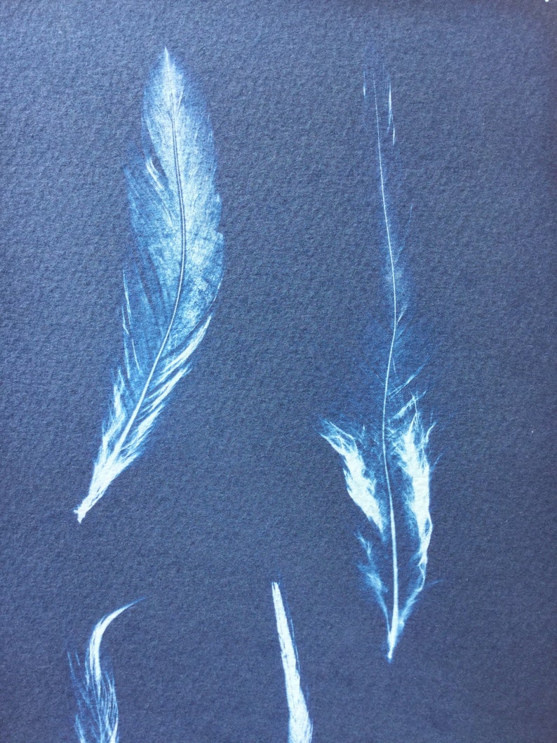Feather Cyanotype Print, sunprint, blueprint, modern feather art, bird Print, graphic feather, feather photogram, nature Print, blue bird image 3