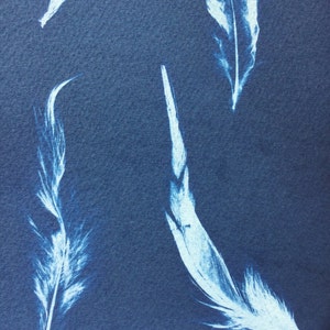 Feather Cyanotype Print, sunprint, blueprint, modern feather art, bird Print, graphic feather, feather photogram, nature Print, blue bird image 4