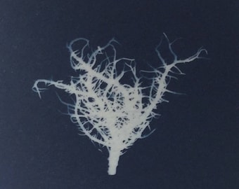 Tiny Lichen Nature Cyanotype Print