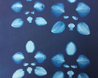 Orchid Flower Botanical Cyanotype Print, deconstructed
