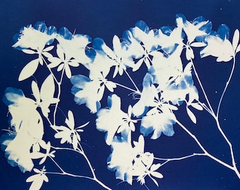 Azalea George L. Taber Rhododendron Flower Cyanotype Print