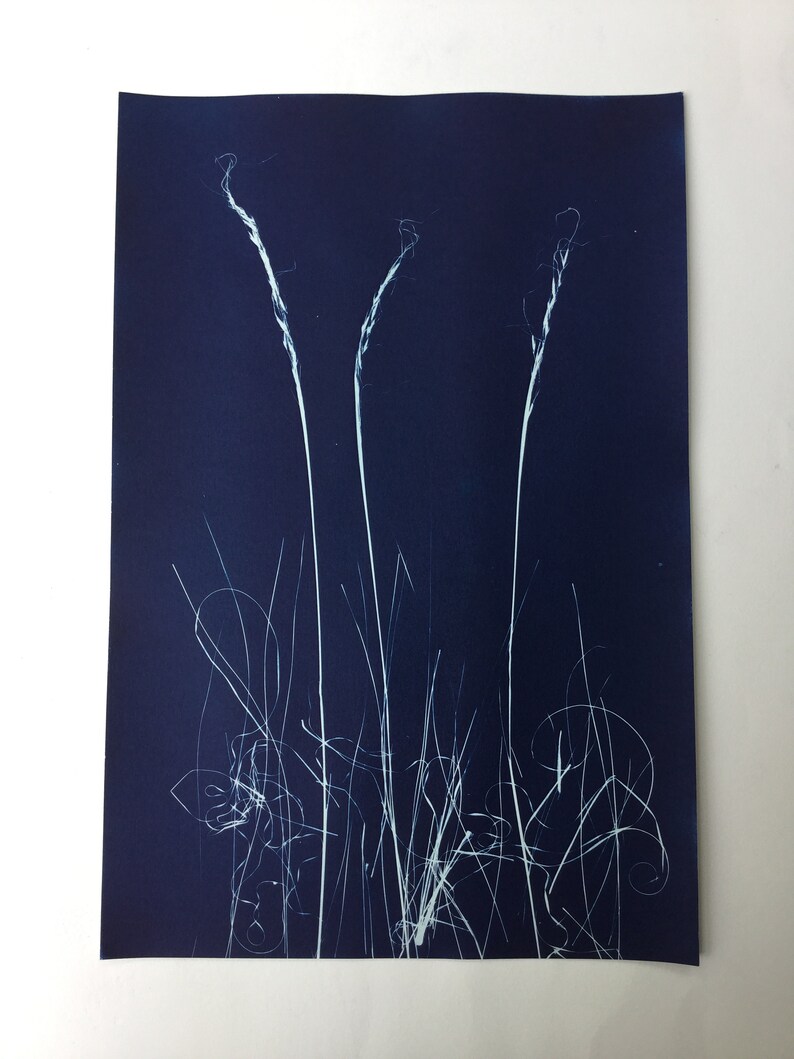 Blue and White Graphic Botanical Cyanotype Print Art image 2