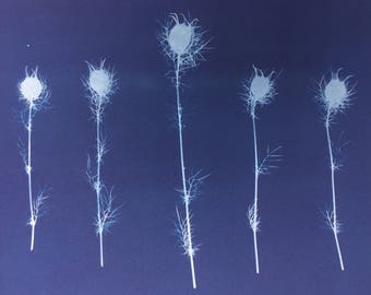 Love in a Mist Botanical Cyanotype Print