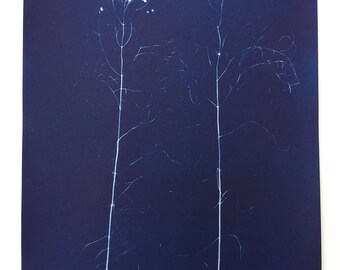 Cyanotype print of a wild plants seedheads