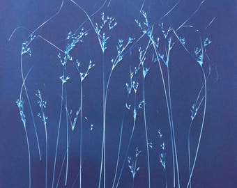 Modern Graphic Grass Cyanotype Blue Print