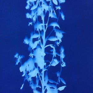 Wild Plant Blue Botanical Cyanotype Print