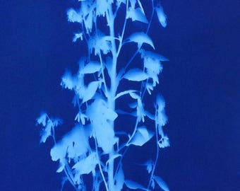 Wild Plant Blue Botanical Cyanotype Print