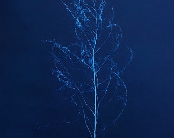 Set of Three Dog Fennel Cyanotype Prints