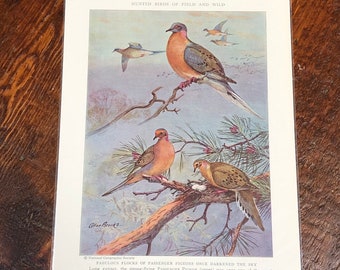 PIGEON Bird Print, Vintage Ephemera