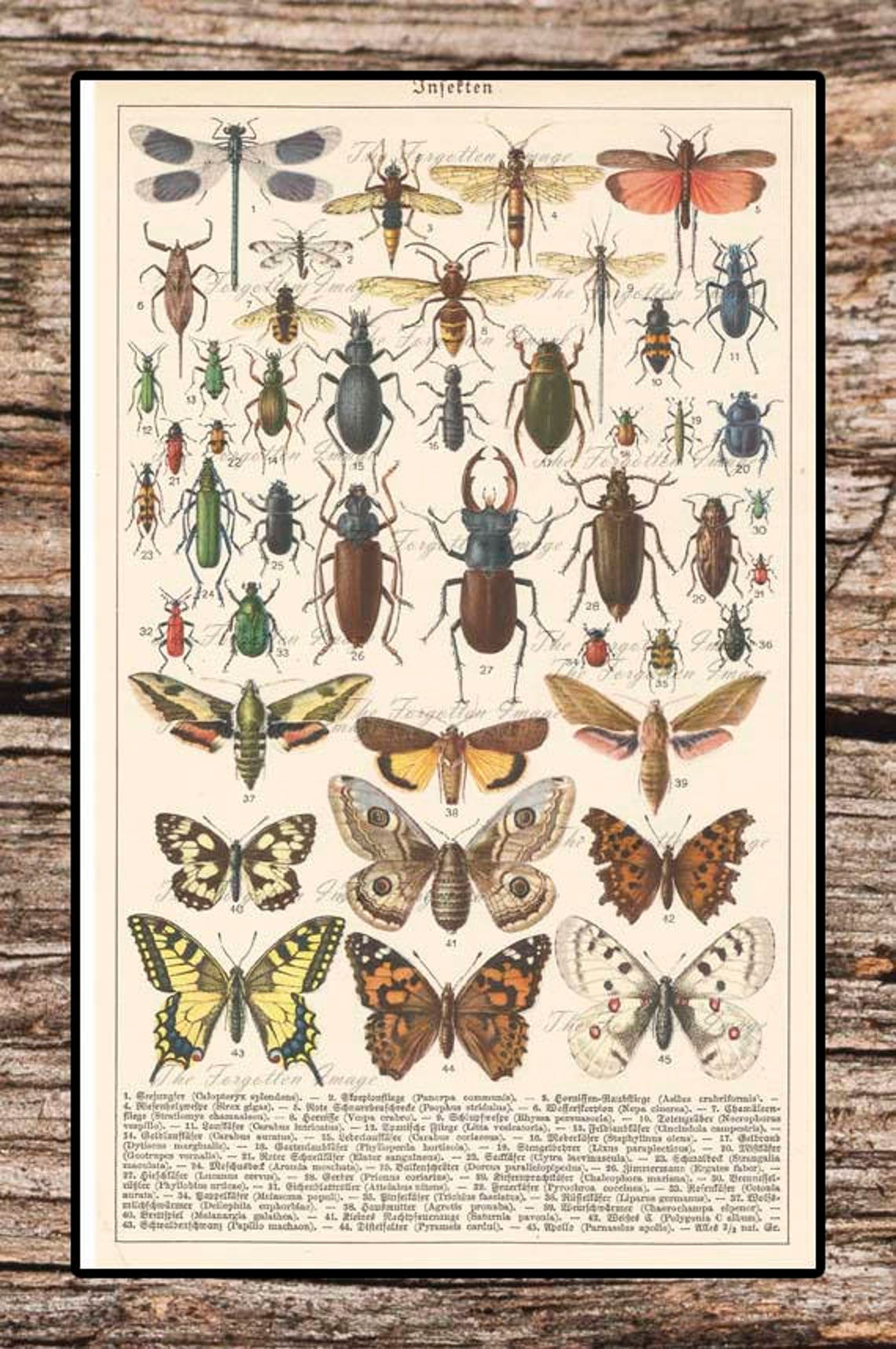Vintage Digital Insect Chart Bug Chart Insect Printable | Etsy