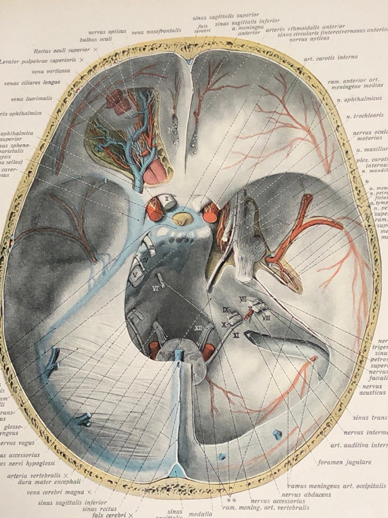 Human Brain Anatomy Print - Etsy