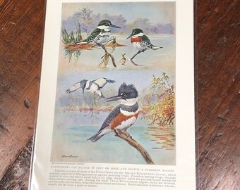 TEXAS KINGFISHER bird Print Vintage, Vintage Ephemera