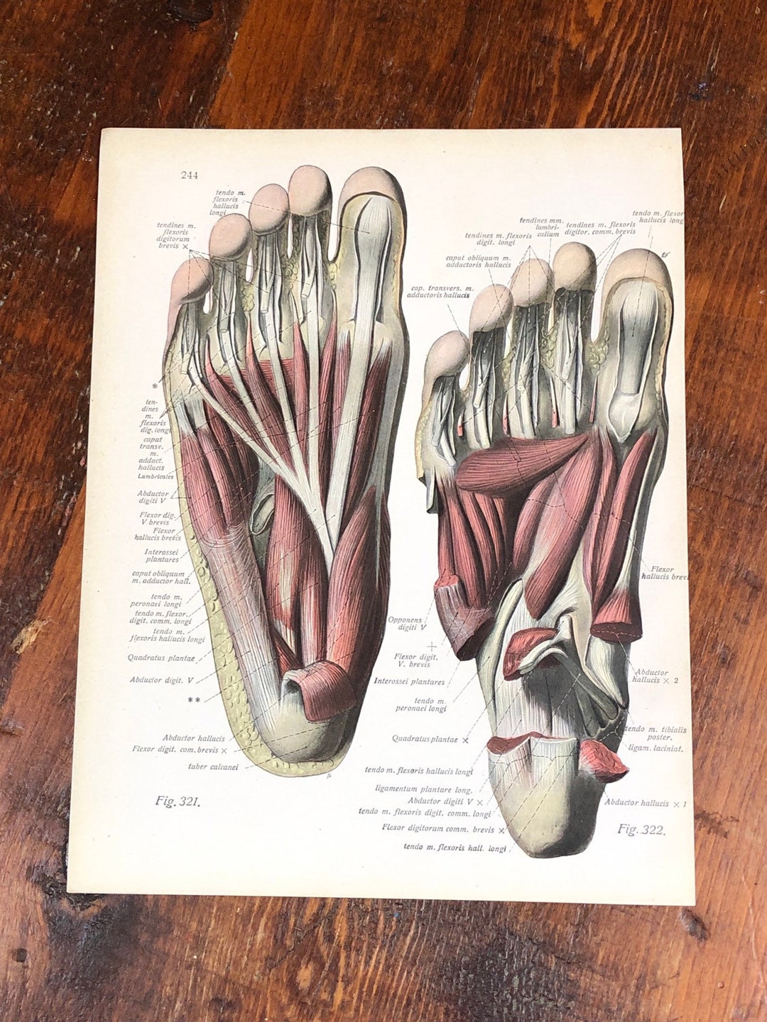 LOT OF 4 Feet Anatomy Prints, Genuine 1922 - Etsy