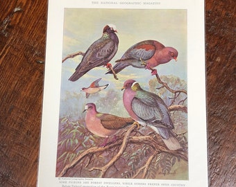 PIGEON Bird Print, Vintage Ephemera