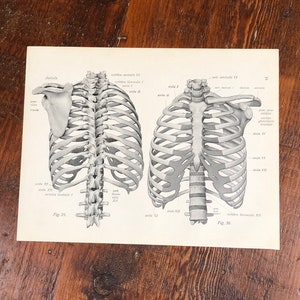 LOT OF 4 Skeleton Anatomy Prints, Genuine 1922