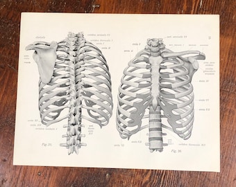 LOT OF 4 Skeleton Anatomy Prints, Genuine 1922