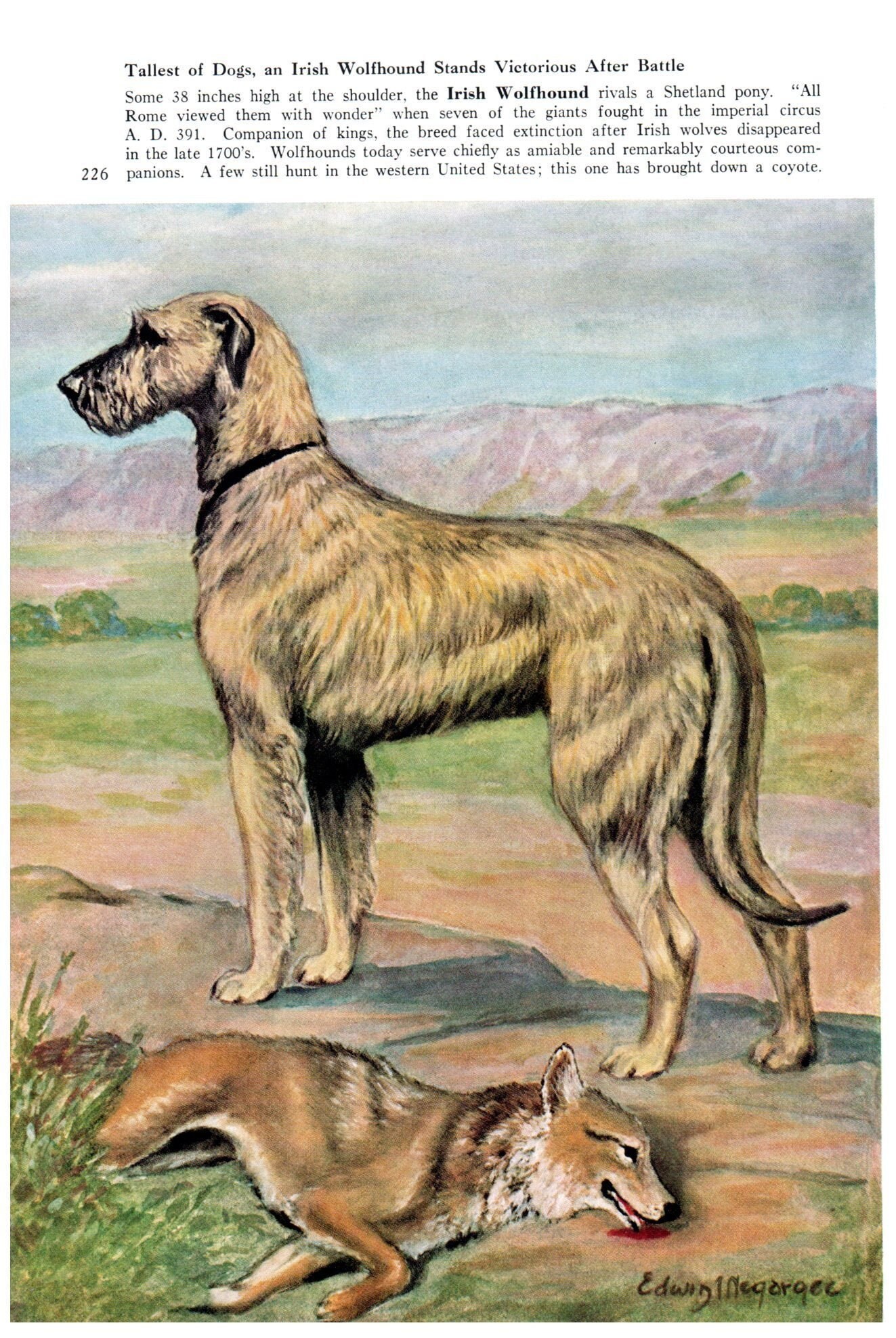 Irish Wolfhound Dog Vintage Print National Geographic Vintage Ephemera