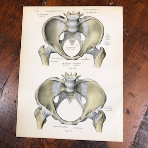 LOT OF 6 Human Skeleton Anatomy Prints, Genuine 1922