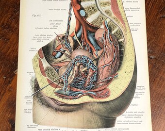 Scientific Gynecology Anatomy Print, Genuine 1922
