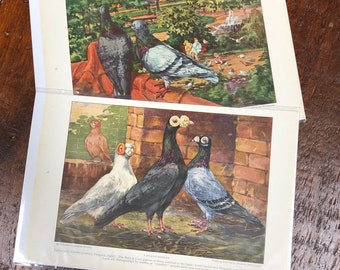 2 | PIGEON Bird Prints, Vintage Ephemera