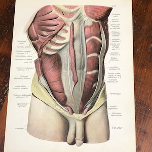 LOT OF 2 Male Abdominal Muscle Anatomy Prints, Genuine 1922