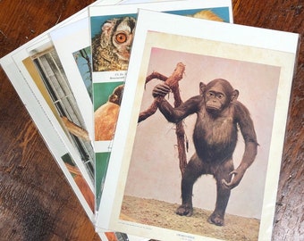 6 | Monkey Vintage Prints, 1932