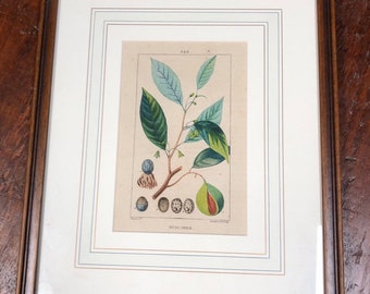 Botanical Print Framed, Antique Engraving Muscadier | Nutmeg, Medicinal Plants & Herbs, 1830