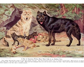 Vintage Wolves Print, A Pair Of American Wolves Rear Their Cubs In An Alaskan Cave, Alaska Wolf Print, National Geographic Vintage Ephemera